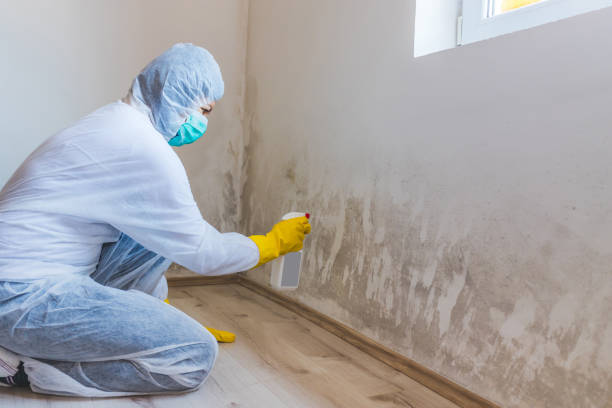Licensed Mold Testing service in Frankfort, MI - WQB Mold Removal